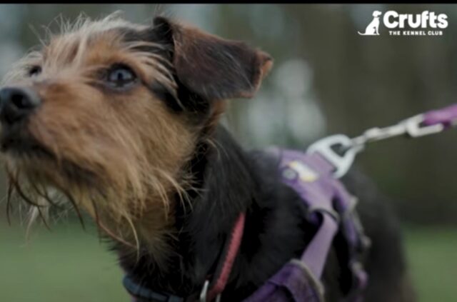 Da salvato a salvatore: cane esegue la rianimazione cardiopolmonare sul suo proprietario e gli salva la vita