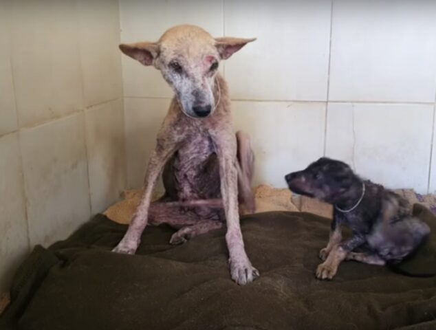 Mama e Coco, i cagnolini salvati dalle strade in pessime condizioni