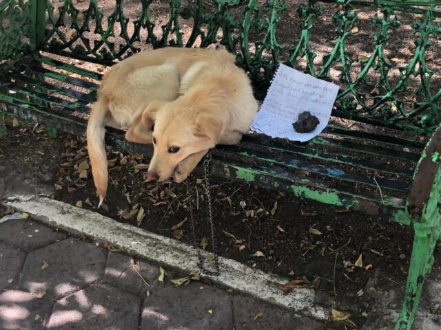 Max, il cane abbandonato nel parco con  un biglietto accanto