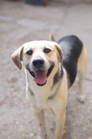 Milo: adozione del cuore per questo cagnolino in cerca di amore