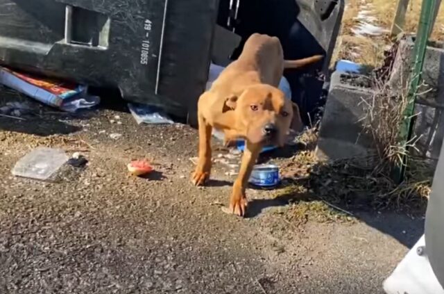 Oscar, il cagnolone che viveva nella spazzatura e aveva paura degli umani