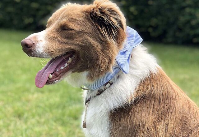 5 papillon eleganti per cani anziani, i più belli