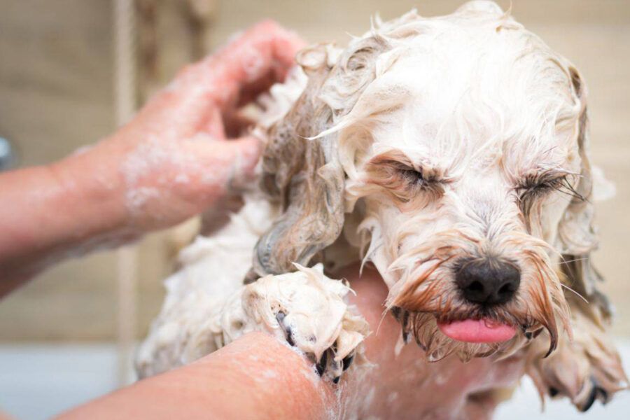 cane che non ama fare il bagnato