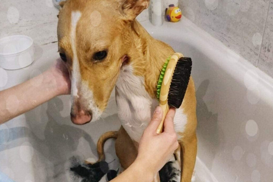 cane nella vasca da bagno