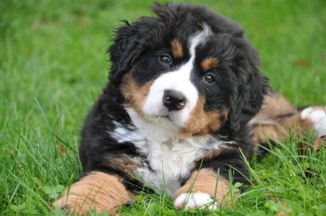 Cane abbandonato si unisce all’ufficio dello sceriffo come cane da terapia