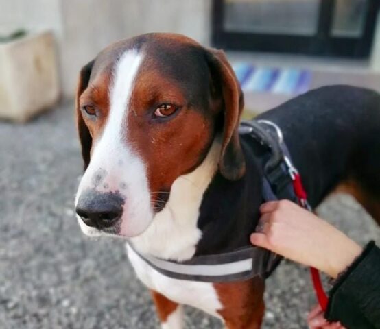 René: mix Beagle-Segugio cerca una nuova casa in cui essere al sicuro