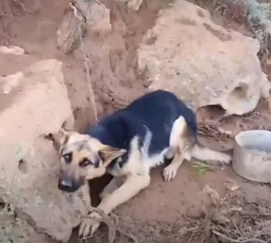 Rex, il cagnolone lasciato legato ad un albero sulla collina