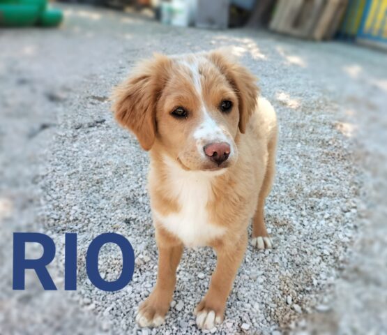 Rio, il cagnolino bisognoso d’amore è alla ricerca di una famiglia