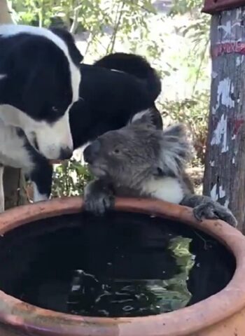 Rusty, il cagnolino che ha fatto amicizia con un koala (VIDEO)
