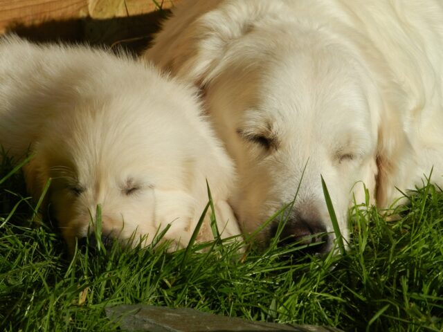 I due Golden Retrievers si abbracciano teneramente: la storia