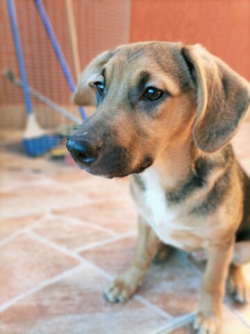 Silvio, il cagnolino tutto d’un pezzo è alla ricerca di un’adozione del cuore