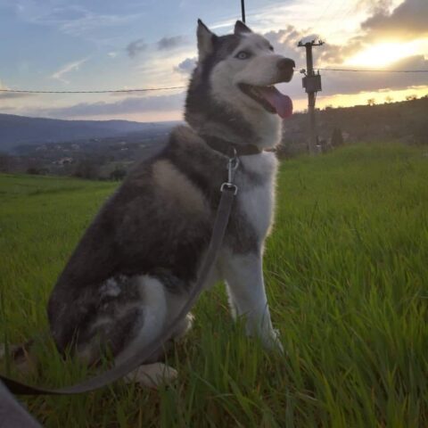 Smarrito Spike, un siberian husky con il pelo grigio scuro e bianco e gli occhi azzurri