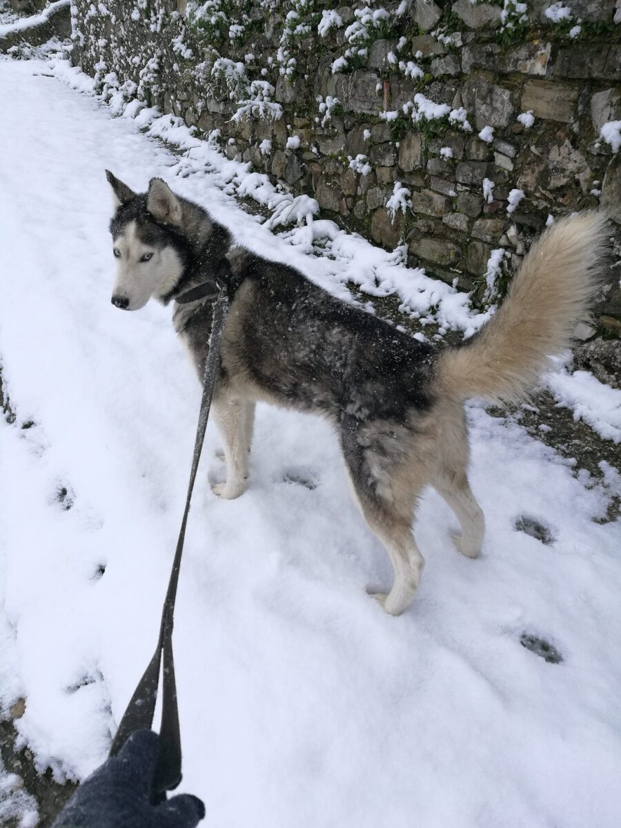 cucciolo razza husky