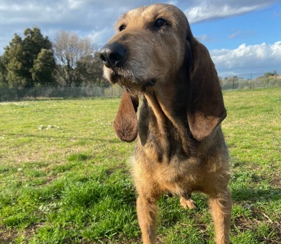 Trilly: Segugio in canile a seguito di un sequestro ora cerca una mamma umana