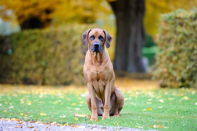 Cagnolina maltrattata viene salvata e aiuta i bambini affetti da autismo