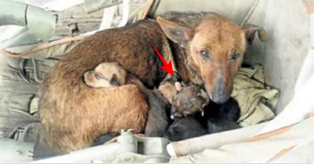 Way, la cagnolona che ha salvato la vita a un neonato abbandonato