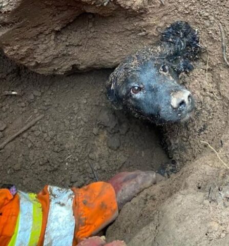 Winston, il cagnolone rimasto intrappolato in una tana di tassi