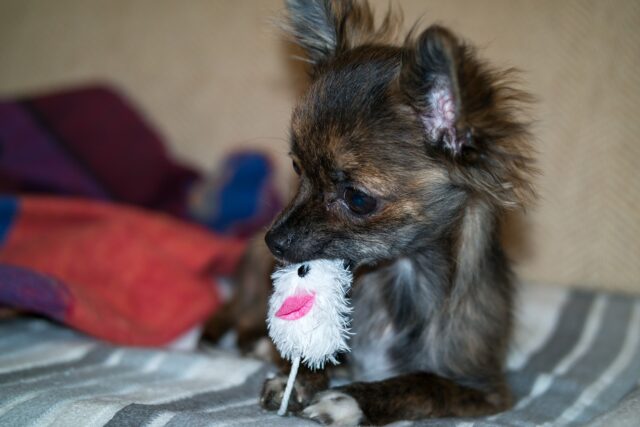 Cagnolina giocherellona disfa ogni mattina il letto dei suoi umani