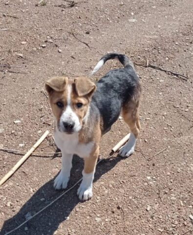 Zak, il cagnolino abbandonato in campagna è alla ricerca di una famiglia