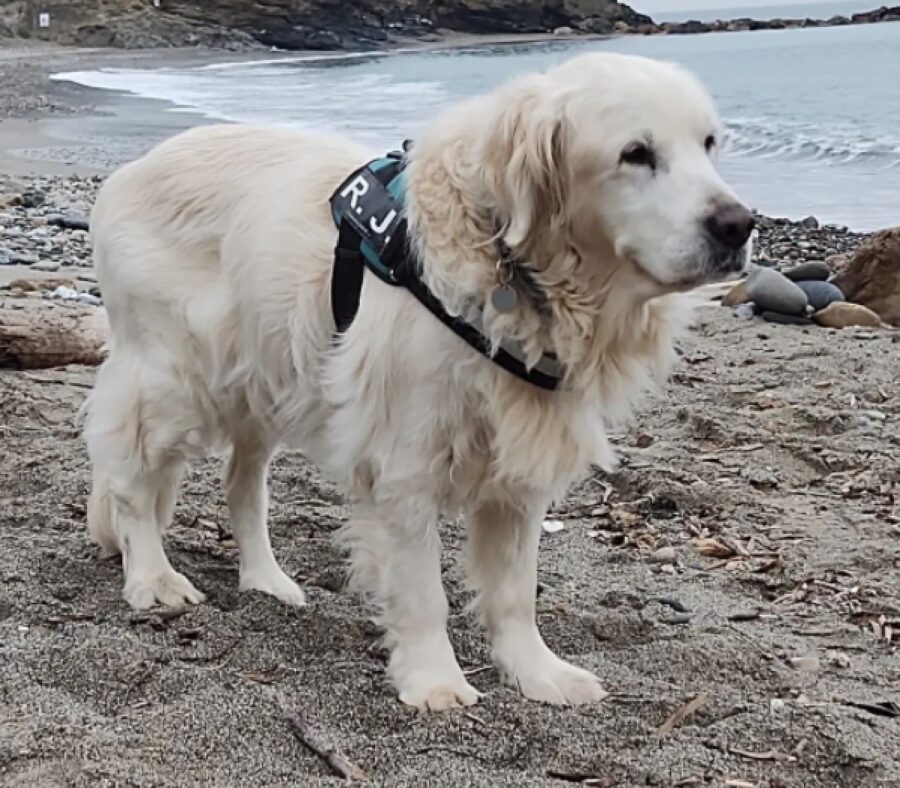 cane maremmano sulla spiaggia 
