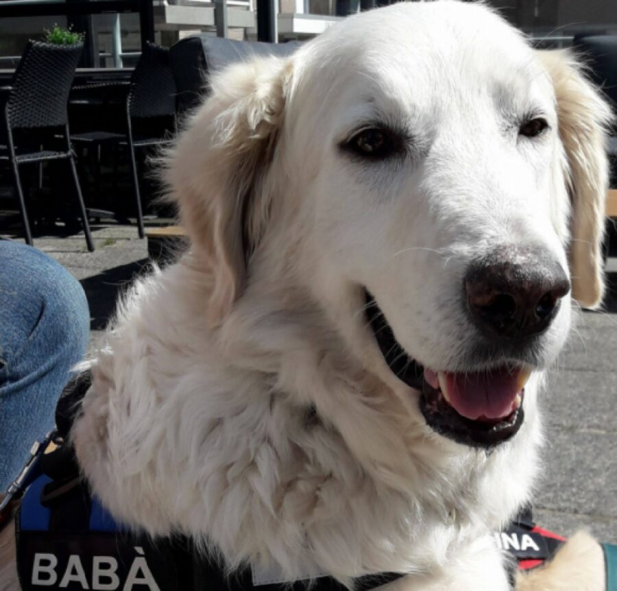 cane babà 12 anni di vita 