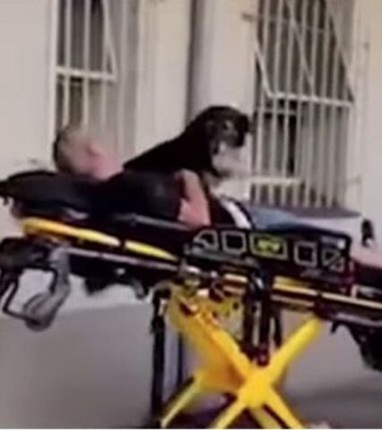 Cucciolo di cane accompagna il suo papà adottivo in ospedale