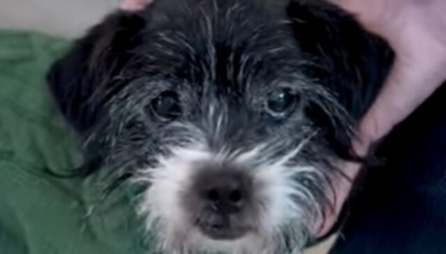 Il cagnolino anziano Bruno trova l’amore dopo anni di pura paura (VIDEO)
