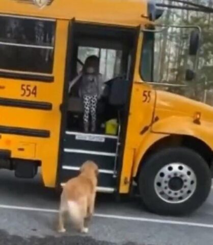 Cucciola di cane dolcissima porta lo zaino alla sua sorellina adottiva