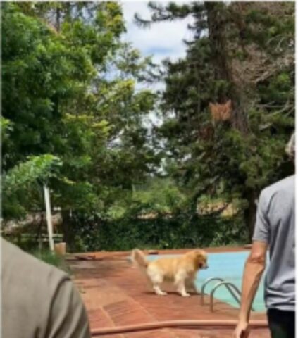 Cucciolo di cane ha una reazione meravigliosa alla vista della piscina