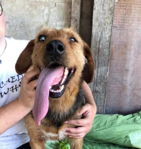 Cucciolo di cane cieco e con una lingua lunghissima abbandonato