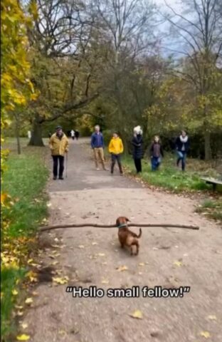 Cucciolo di cane porta con sé dei bastoni più grandi di lui