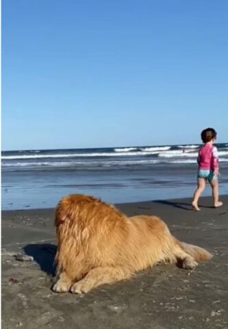 Cucciolo di cane fa da babysitter ad una bambina in spiaggia