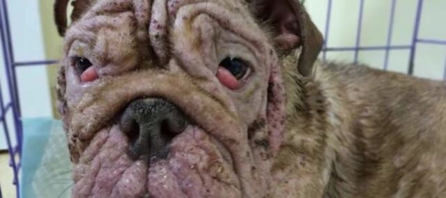 Bulldog molto malato abbandonato a causa della sua malattia