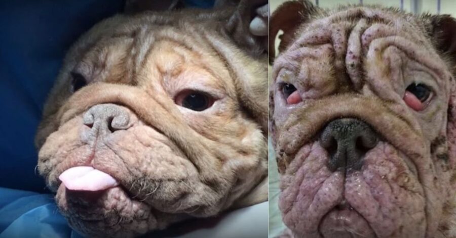 Bulldog molto malato abbandonato a causa della sua malattia, fortunatamente viene salvato in tempo
