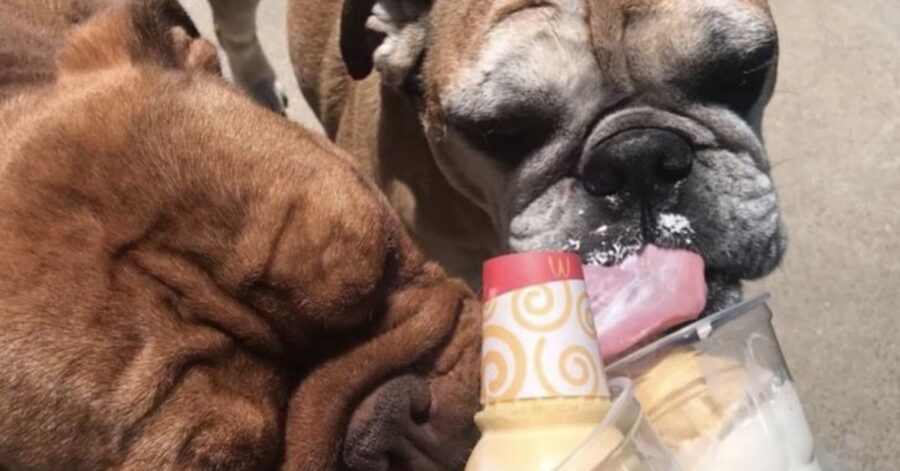 Bulldog molto malato abbandonato a causa della sua malattia, fortunatamente viene salvato in tempo