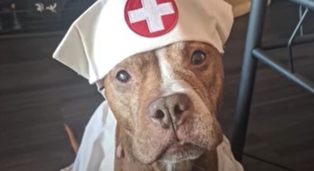La cagnolona Pitbull Hazel riesce a superare gli ostacoli che la vita mette davanti (VIDEO)