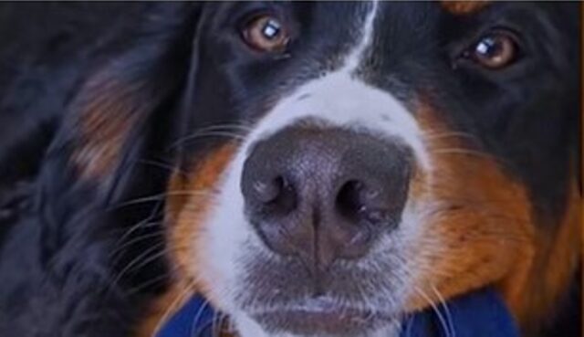 La cagnolina Bernese Tilley può contare sul suo fratellone umano Joey (VIDEO)