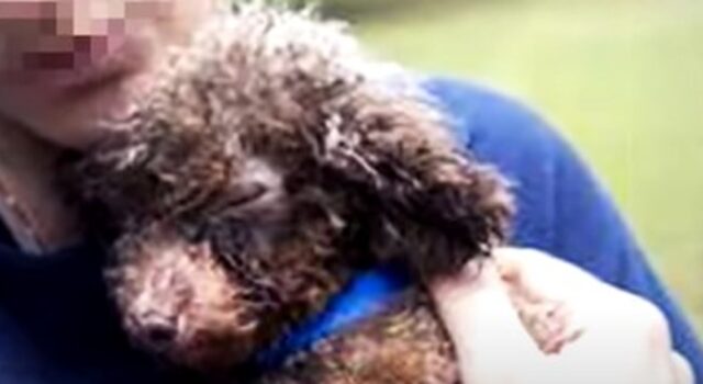 La cagnolina Bibi non aveva mai visto la luce del sole; ora la sua vita è cambiata (VIDEO)