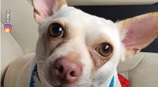 La cagnolina Chihuahua obesa Rosemary ha perso peso e ora nutre profonda fiducia in se stessa (VIDEO)