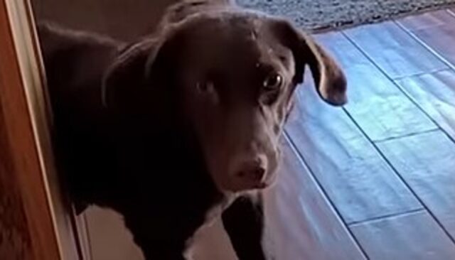 La cagnolina Hope ha paura del parquet; quello che fanno i proprietari fa commuovere (VIDEO)
