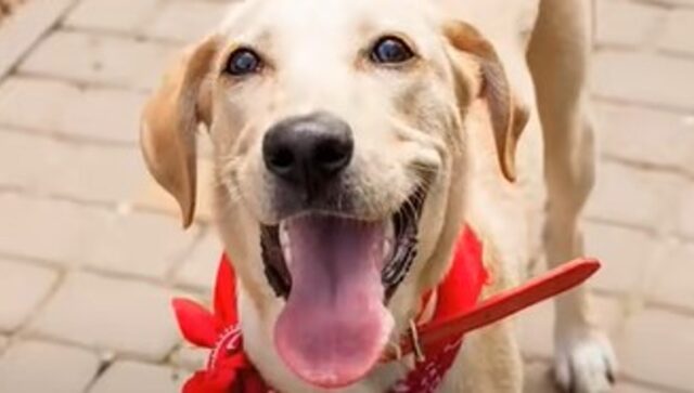 Motya la cagnolina che ha scoperto che felicità e gioia esistono veramente (VIDEO)
