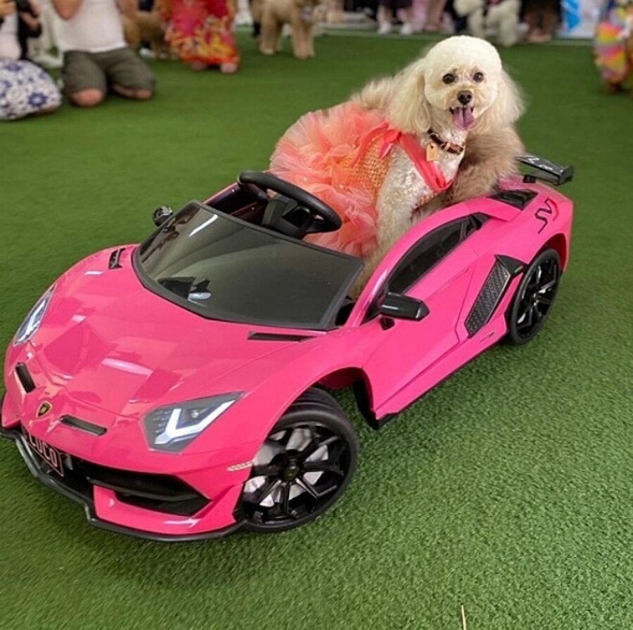 cagnolina con abiti di lusso