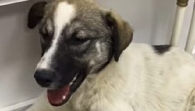 La cagnolina in fin di vita Liya è miracolosamente sopravvissuta ad un proiettile (VIDEO)