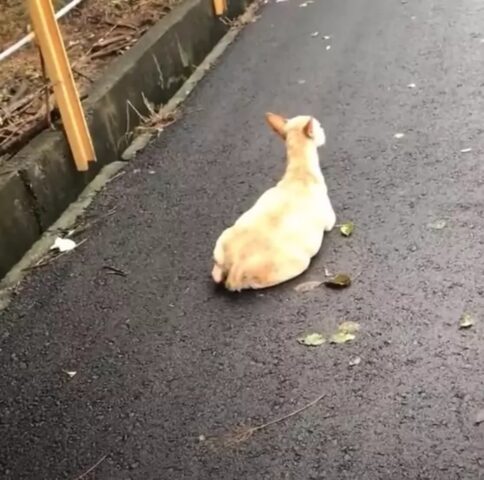 La cagnolina incinta viene abbandonata in strada e mette alla luce 11 piccoli