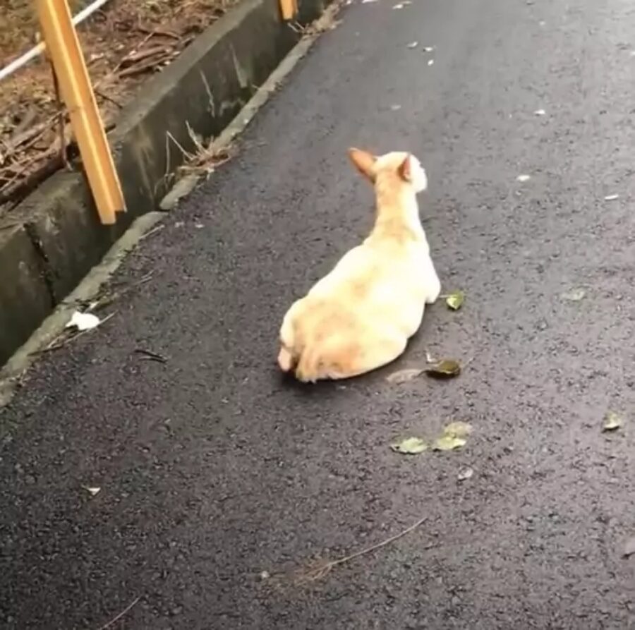 cagnolina in strada