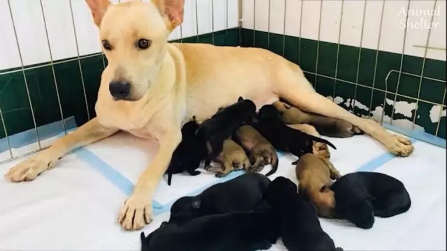 cagnolina con cuccioli