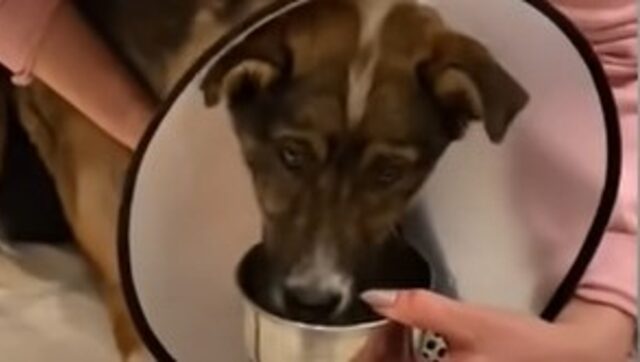 La cagnolina malformata Asya è viva grazie all’amore e alla perseveranza (VIDEO)