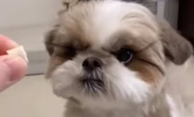 La cagnolina shih tzu è felice di assaggiare un cubetto di un alimento buono (VIDEO)