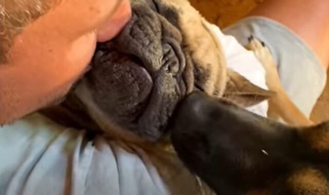 I cagnolini Ernie ed Hester hanno una grande intesa e hanno reso felice una famiglia (VIDEO)