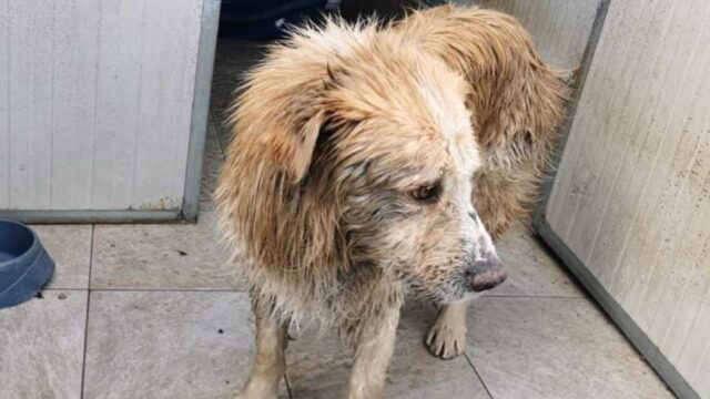 Cagnolino abbandonato in un pozzo: salvato dai Vigili del Fuoco